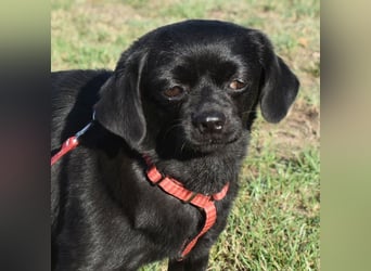 Kuki - liebevolles Zuhause gesucht