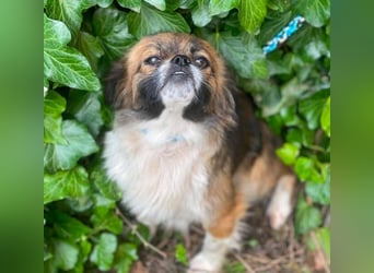 FIFI - kleines Hundemädchen