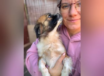 FIFI - kleines Hundemädchen