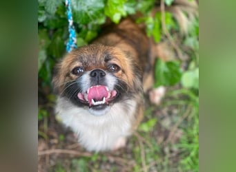 FIFI - kleines Hundemädchen