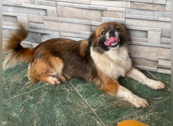 FIFI - kleines Hundemädchen