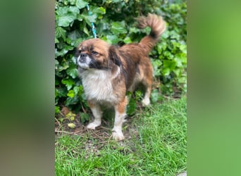 FIFI - kleines Hundemädchen