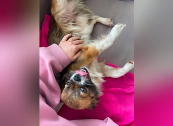 FIFI - kleines Hundemädchen