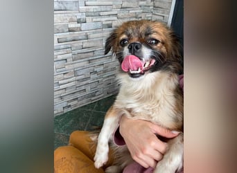 FIFI - kleines Hundemädchen
