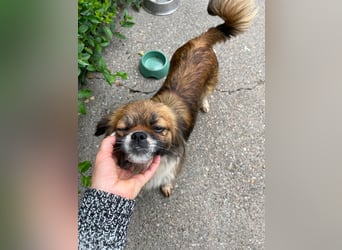 FIFI - kleines Hundemädchen
