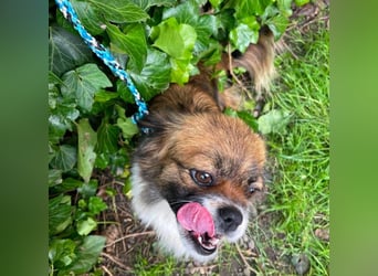 FIFI - kleines Hundemädchen