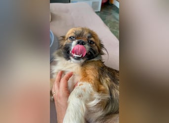 FIFI - kleines Hundemädchen