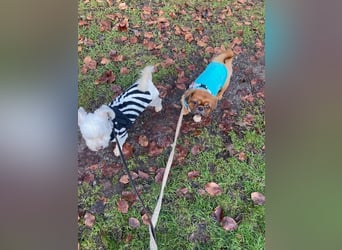 William sucht ein neues Zuhause