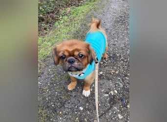 William sucht ein neues Zuhause