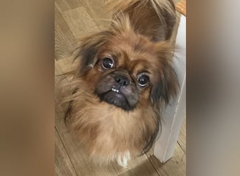 William sucht ein neues Zuhause