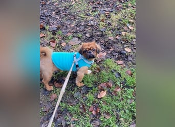 William sucht ein neues Zuhause