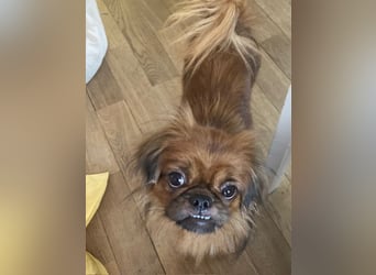 William sucht ein neues Zuhause