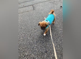 William sucht ein neues Zuhause