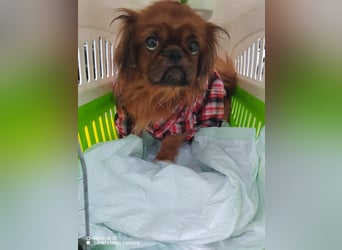 William sucht ein neues Zuhause