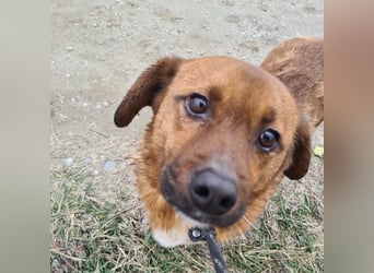 Milton ein ängstlicher Schatz