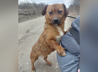 Milton ein ängstlicher Schatz