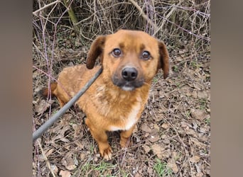 Milton ein ängstlicher Schatz