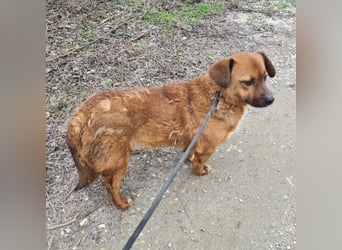 Milton ein ängstlicher Schatz