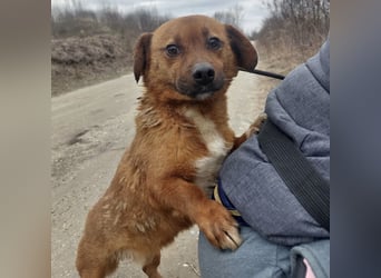 Milton ein ängstlicher Schatz