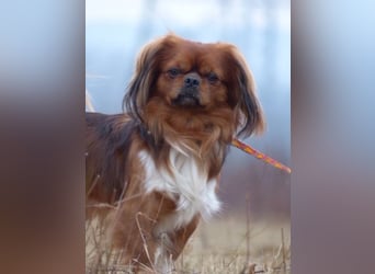 ROCKY sucht sein Plätzchen