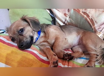 Tasha, lieb und menschenbezogen