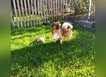 Rocky...5 J., 30 cm 6,5 kg liebenswerter Pekinese-Mix sucht...