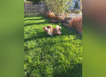 Rocky...5 J., 30 cm 6,5 kg liebenswerter Pekinese-Mix sucht...