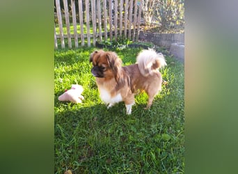 Rocky...5 J., 30 cm 6,5 kg liebenswerter Pekinese-Mix sucht...