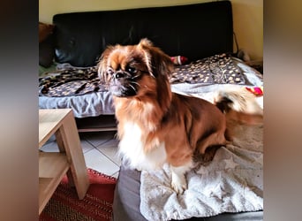 Rocky...5 J., 30 cm 6,5 kg liebenswerter Pekinese-Mix sucht...