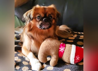 Rocky...5 J., 30 cm 6,5 kg liebenswerter Pekinese-Mix sucht...