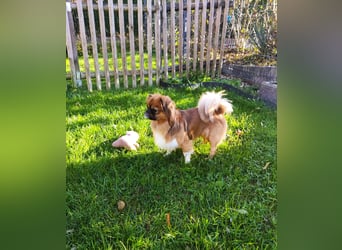 Rocky...5 J., 30 cm 6,5 kg liebenswerter Pekinese-Mix sucht...
