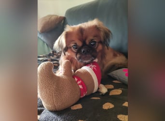 Rocky...5 J., 30 cm 6,5 kg liebenswerter Pekinese-Mix sucht...