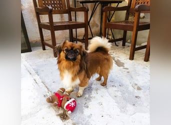 Rocky...5 J., 30 cm 6,5 kg liebenswerter Pekinese-Mix sucht...