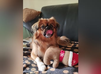 Rocky...5 J., 30 cm 6,5 kg liebenswerter Pekinese-Mix sucht...