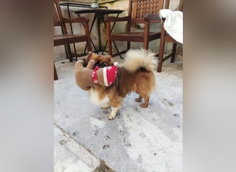 Rocky...5 J., 30 cm 6,5 kg liebenswerter Pekinese-Mix sucht...