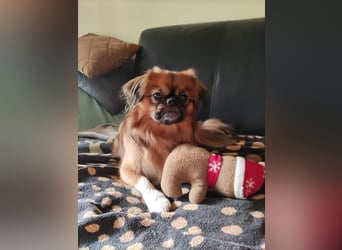 Rocky...5 J., 30 cm 6,5 kg liebenswerter Pekinese-Mix sucht...