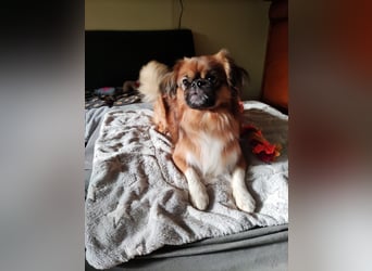Rocky...5 J., 30 cm 6,5 kg liebenswerter Pekinese-Mix sucht...