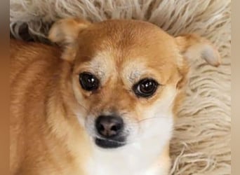 Kora ❤️ verschmuste, kleine Pekinesin sucht ihr Zuhause