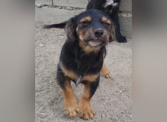 Pekinesen-Mix ♥ Koharu ♥ wartet schon in 48153 Münster