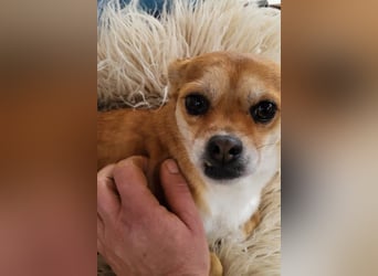 Kora ❤️ verschmuste, kleine Pekinesin sucht ihr Zuhause