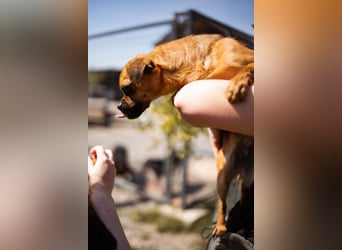 Ellie ❤️ wartet bereits in 48153 Münster auf dich!