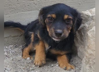 Pekinesen-Mix ♥ Koharu ♥ wartet schon in 48153 Münster