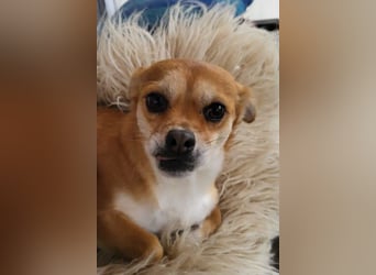 Kora ❤️ verschmuste, kleine Pekinesin sucht ihr Zuhause