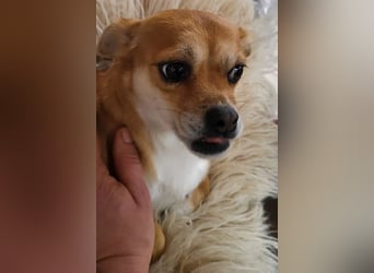 Kora ❤️ verschmuste, kleine Pekinesin sucht ihr Zuhause