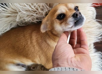 Kora ❤️ verschmuste, kleine Pekinesin sucht ihr Zuhause