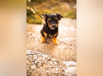 Pekinesen-Mix ♥ Koharu ♥ wartet schon in 48153 Münster