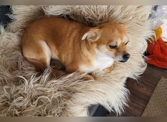 Kora ❤️ verschmuste, kleine Pekinesin sucht ihr Zuhause