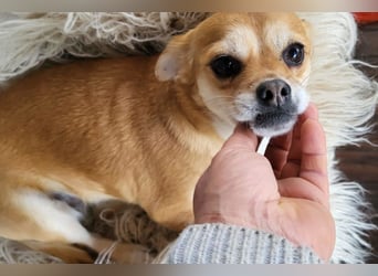 Kora ❤️ verschmuste, kleine Pekinesin sucht ihr Zuhause