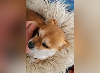 Kora ❤️ verschmuste, kleine Pekinesin sucht ihr Zuhause