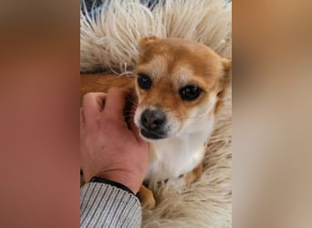 Kora ❤️ verschmuste, kleine Pekinesin sucht ihr Zuhause